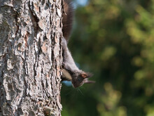 Close Up Cute Black Squirrel, Sciurus Vulgaris Climbing On The Larch Tree Trunk. Green Bokeh Background. Selective Focus, Copy Space
