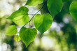 © Kerry Murphy/Stocksy - Green leaves in sunlight