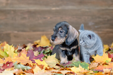 Sticker - Puppy and kitten sitting together  on autumn foliage and look away on empty space