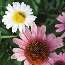 A Bee, A Shasta Daisy And Purple Coneflowers
