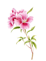 Wall Mural - Watercolor illustration. Flowers pink godetia.