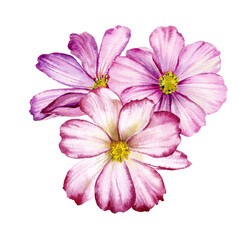Wall Mural - Watercolor illustration. The flowers of cosmos .
