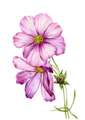 watercolor illustration. the flowers of cosmos .