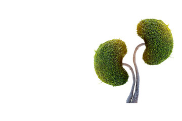 Trees (kidneys), 3D environmental and medical concepts