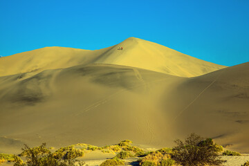 Poster - The gentle curves of yellow sand dunes