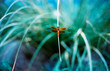 © Ryan Muirhead/Stocksy - dragonfly resting