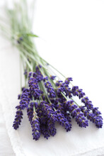 Fresh Lavender Sprigs