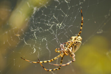 Wall Mural - Closeup shot of a spider on its web