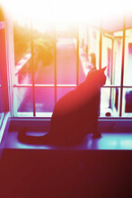 Silhouette Of Cat Looking Out Of Window In Sunset Light