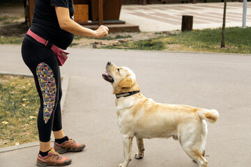 A young pregnant woman in sportswear and a baseball cap trains her dog in a city park on a clear warm day. Training sessions with a labrador dog.