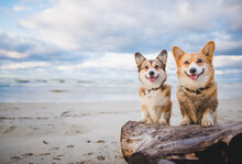 Two Happy Welsh Corgi Pembroke Dogs On A Beach