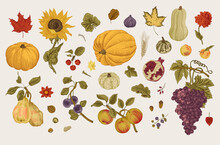 Happy Autumn. Harvest. Autumn Botanical Set. Vector Vintage Illustration. Colorful