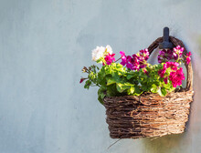 White And Red Geranium Flowers In Brown Wicker Basket, Flower Pot Hanging On White Wall, Copy Space, Selective Focus