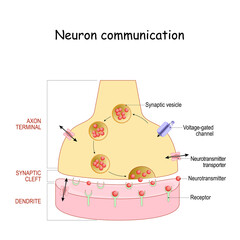 Wall Mural - Chemical synapse structure. Neuron communication.