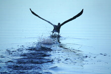 Cormorant  Taking Off From A Lake
