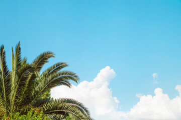 summer sky with palm tree background