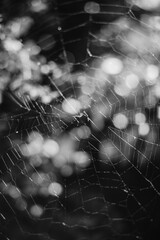 Spider web halloween background.