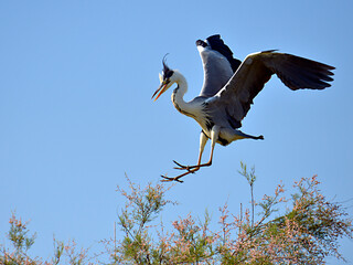 Grey heron (Ardea cinerea) arriving at the top of a tamarix tree in the Camargue is a natural region located south of Arles, France, between the Mediterranean Sea and the two arms of the Rhône delta