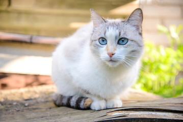 Poster - White cat sitting in the garden