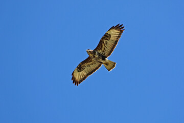 common buzzard or buteo buteo or poiana raptor close to soaring in flight in Italy