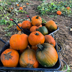 Pumpkin picking season in Somerset England