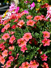 Wall Mural - Flowering red Petunia flowers