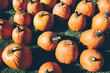 © Rialto Images/Stocksy - Pumpkins on grass