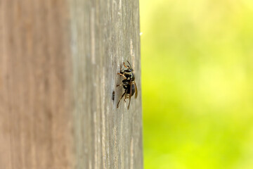 Canvas Print - The bald-faced hornet biting wood on a garden pillar