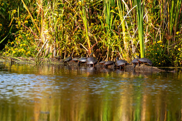 Poster - The painted turtles basking in the sun