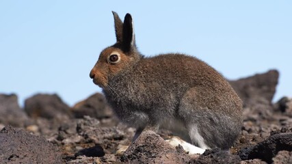 Wall Mural - european hare, lepus europaeus, nature