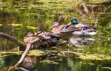 Sticker - Four mallard ducks perched in the water