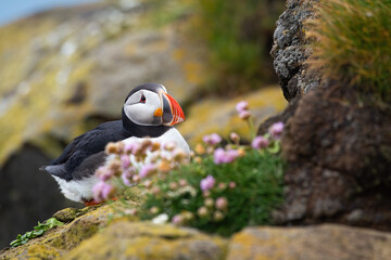 Wall Mural - Atlantic puffin, fratercula arctica, sitting on a rocky cliff in summer. Black and white sea bird with colorful beak in horizontal composition with purple flowers.