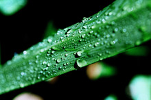 Plant's Leaf Wet With Water Drops