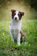© Hanna Aibetova - Adorable Border Collie puppy sitting on the ground. Four months old fluffy puppy in the park.