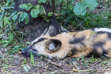 Poster - View of sleeping hyena on the ground