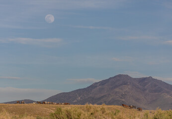 herd of wild horses and moon in utah