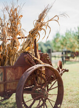 Old Rusted Wagon Filled With Dried Corn Stalks