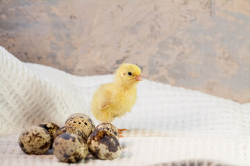 tiny quail chicks that just hatched from an egg