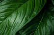 © Nabodin - closeup nature view of green leaf texture, dark wallpaper concept, nature background, tropical leaf