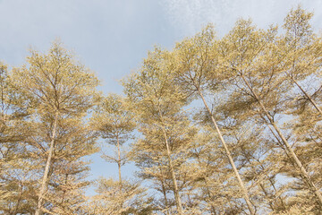 Wall Mural - Madagascar Almond forest trees