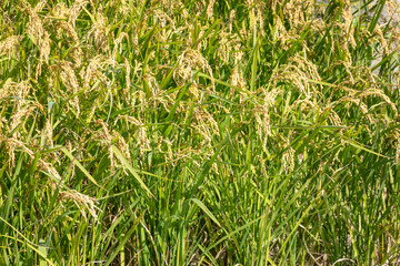 Wall Mural - golden ripe rice farm