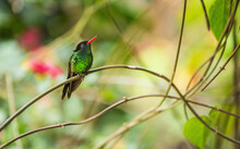 Hummingbird Perching On Twig