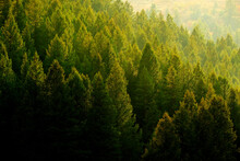 Pine Trees Forest Evening Light