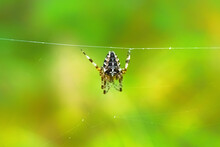 European Garden Spider Hanging On A Web Wire