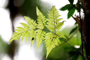 Green fern leaves that are beautiful in nature.