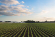 © Tetra Images - Bean filed