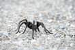© Mark de Leeuw/Tetra Images - Close-up view of tarantula on pebbles