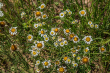 Daisies And Fleabane Wildflowers Together