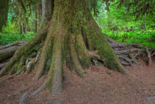 Close-up Of Tree Trunk And Roots