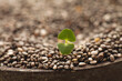 © Tetra Images - Close-up of china seeds and sprout